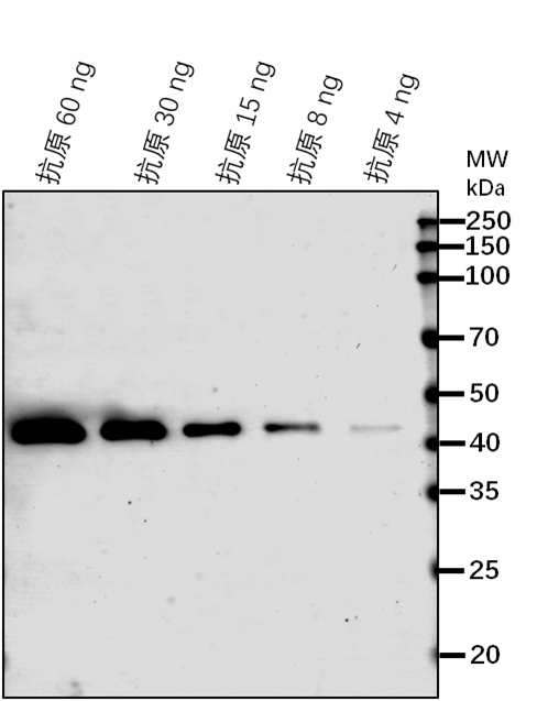 Anti-FAAH/ Fatty acid amide hydrolase