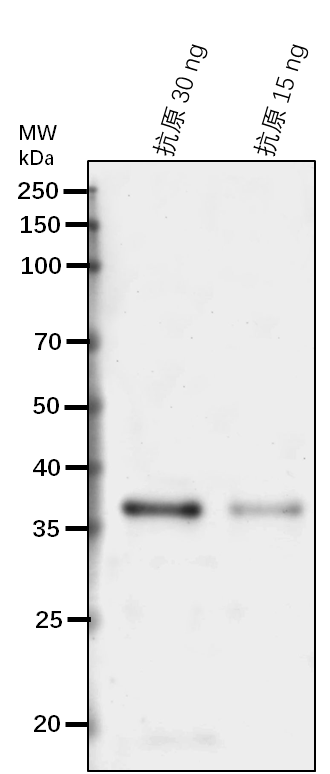 Anti-HY2/GUN3/ Phytochromobilin:ferredoxin oxidoreductase