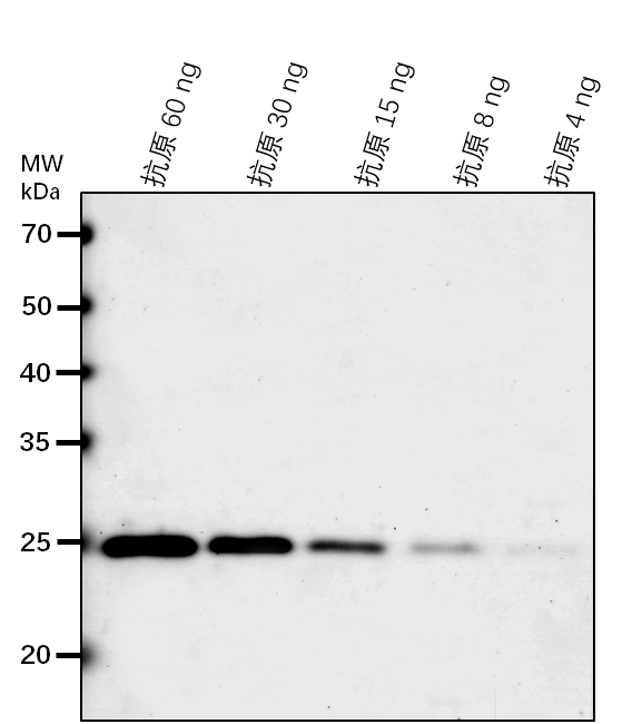 Anti-PDE327/ FAD/NAD(P)-binding oxidoreductase protein