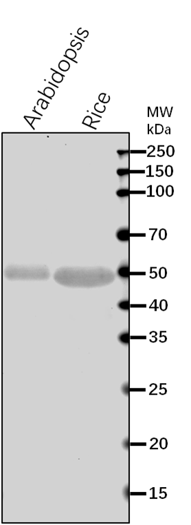 Anti-TUB3/ Tubulin beta-3 chain Rabbit Antibody