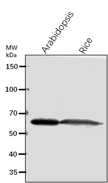 Anti-CPNB2/ Chaperonin 60 subunit beta 2