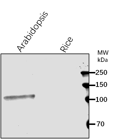 Anti-FUG1/ Translation initiation factor IF-2