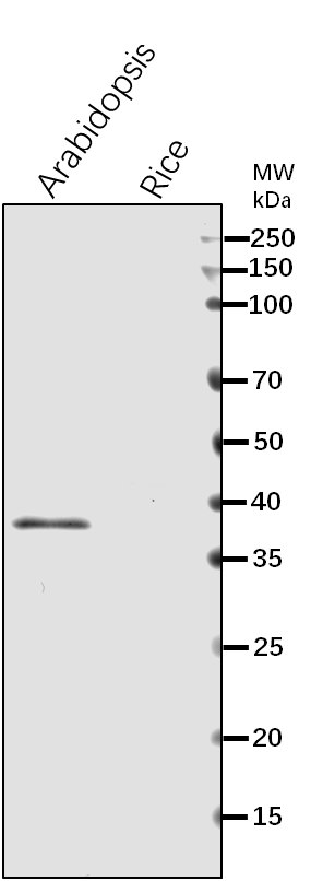 Anti-HDT3/ Histone deacetylase HDT3