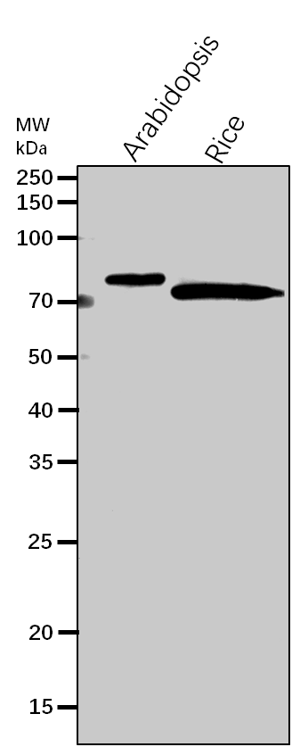 Anti-TKL1/ Transketolase 1