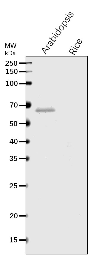 Anti-TOC64-III/OEP64 / Outer envelope protein 64