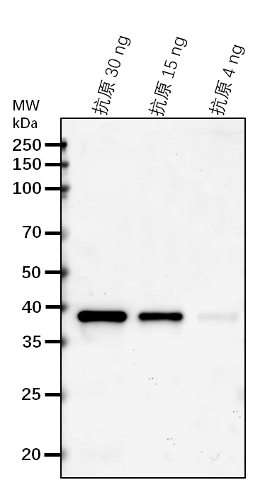 Anti-UFGT/ Anthocyanidin 3-O-glucoside 2'''-O-xylosyltransfe