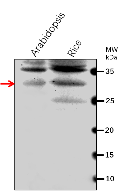 Anti-ClpF/ Clp protease adapter protein ClpF, chloroplastic