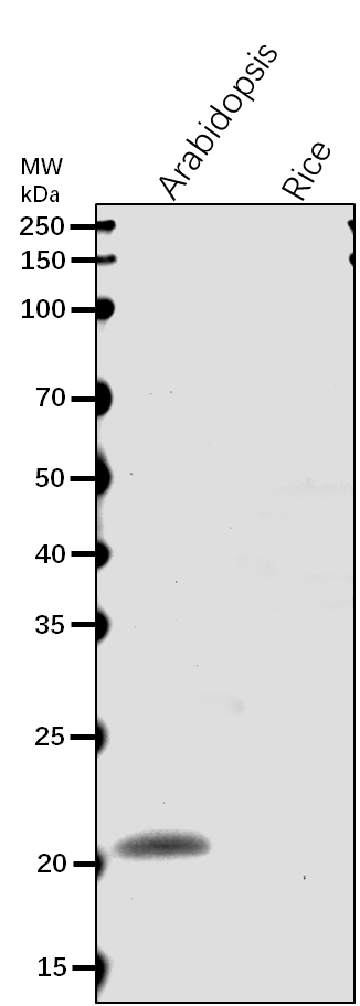 Anti-ClpP1/ ATP-dependent Clp protease proteolytic subunit 1