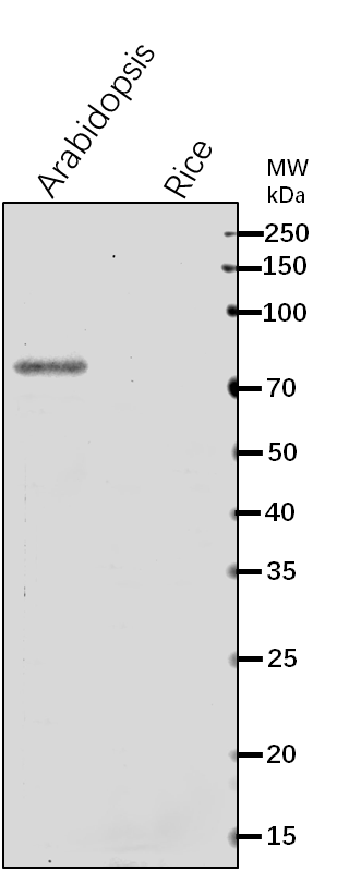 Anti-DRM2/ DNA (cytosine-5)-methyltransferase DRM2