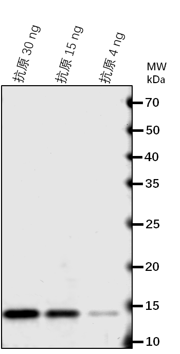 Anti-HCAR/ 7-hydroxymethyl chlorophyll a reductase