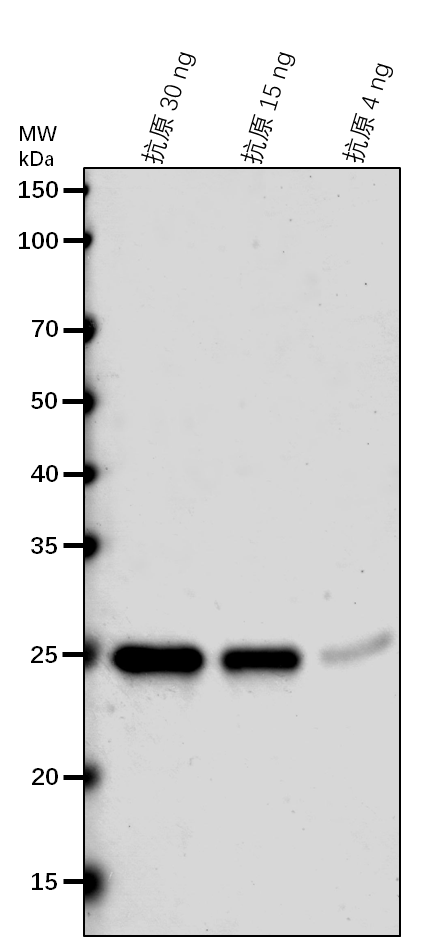 Anti-su4/ISA2/ sugary4 rabbit antibody