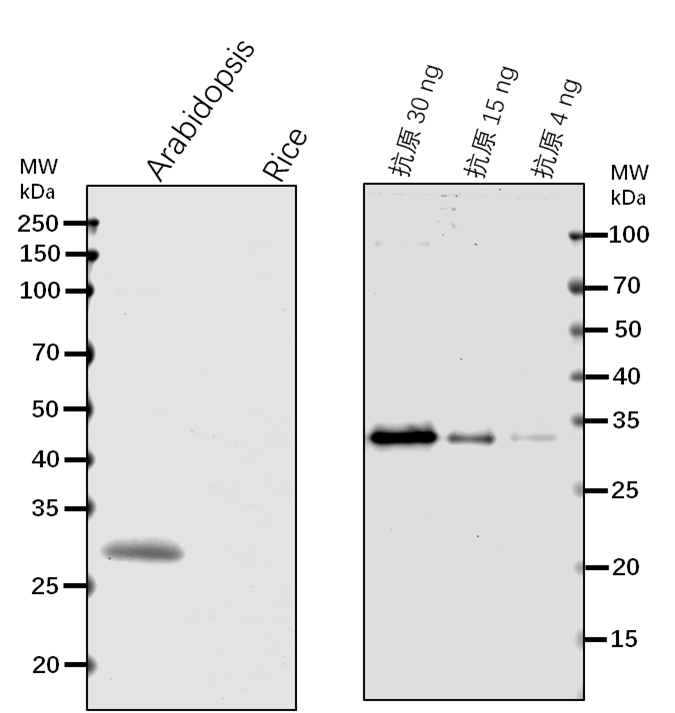 Anti-CDC2/CDC2A/ Cyclin-dependent kinase A-1