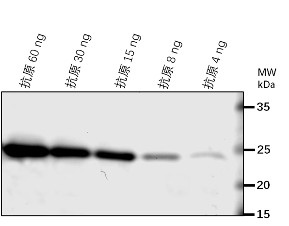 Anti-Alpha/beta-Hydrolases superfamily protein