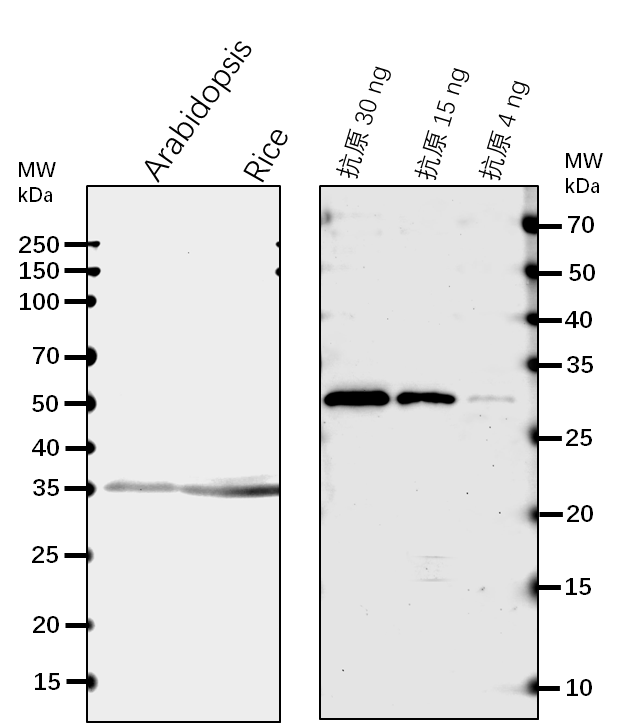 Anti-FBA1/ Fructose-bisphosphate aldolase 1, chloroplastic