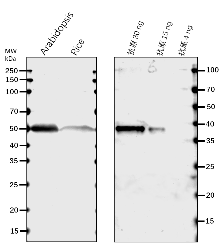 Anti-SAHH1/ Adenosylhomocysteinase 1