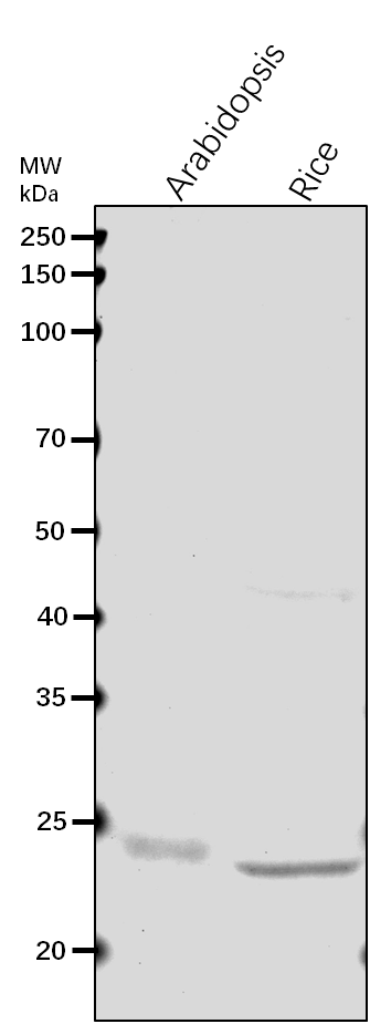 Anti-FER1/ Ferritin-1, chloroplastic