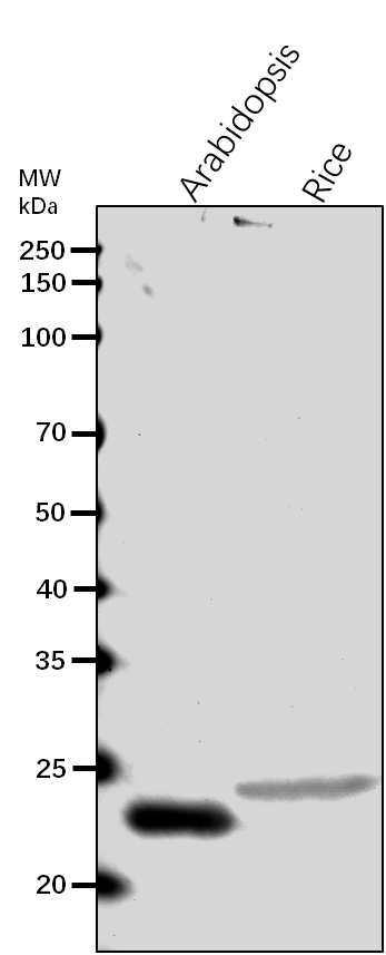 Anti-FSD1 / Superoxide dismutase [Fe] 1, chloroplastic