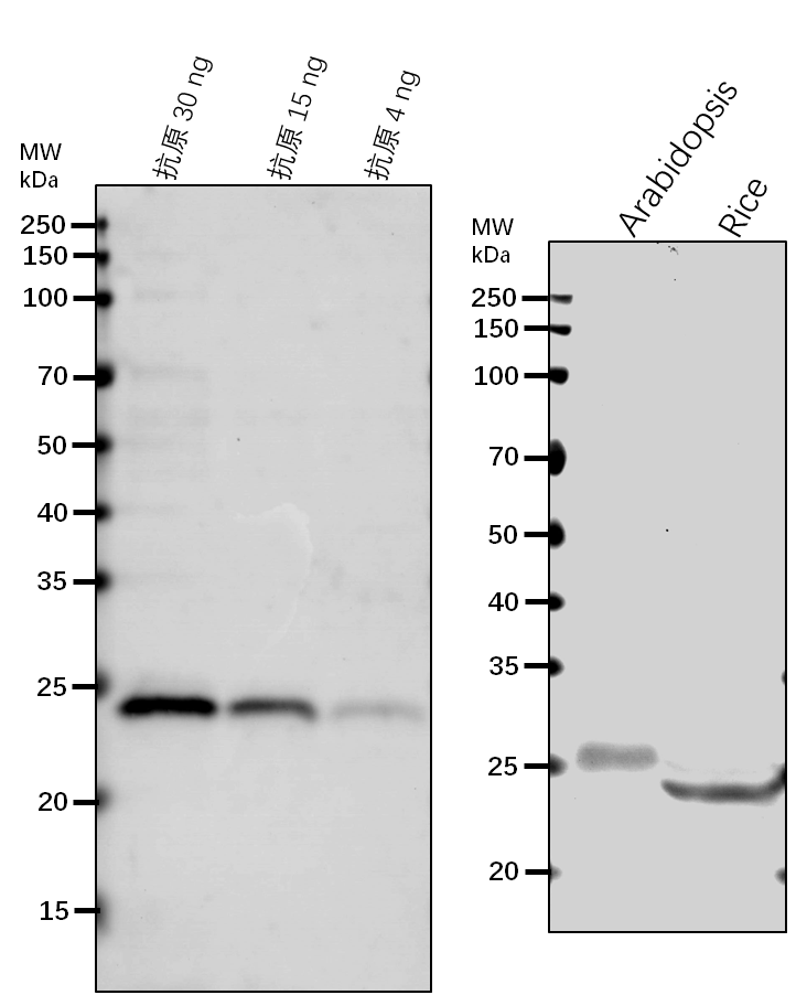 Anti-APX1/ L-ascorbate peroxidase 1, cytosolic