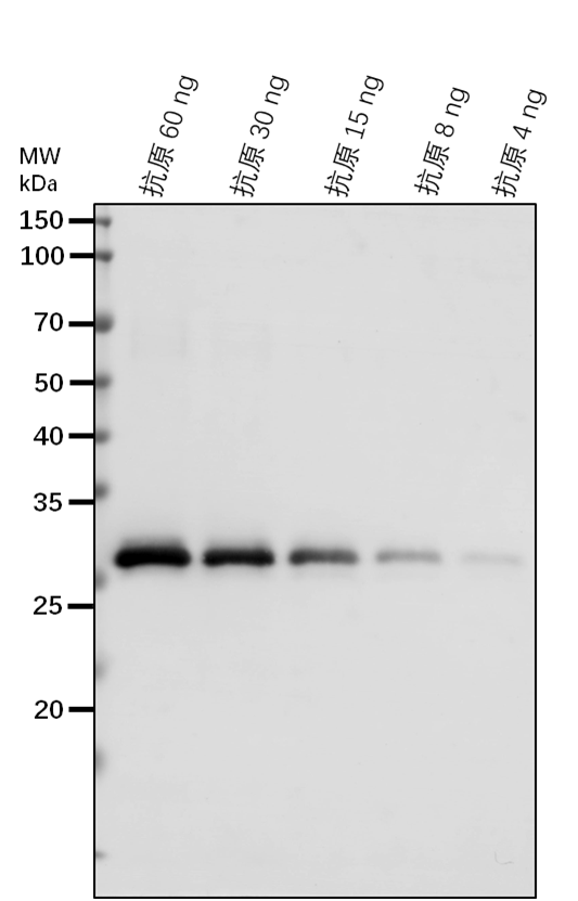 Anti-BZR1/ Protein BRASSINAZOLE-RESISTANT 1