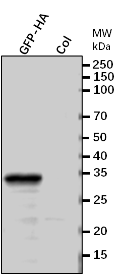 Anti-HA-tag rabbit antibody