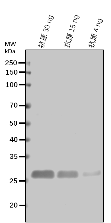 Anti-DHS1/ Phospho-2-dehydro-3-deoxyheptonate aldolase 1