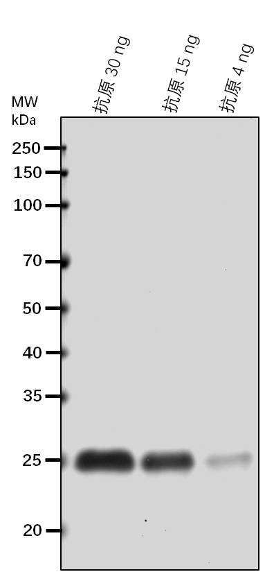 Anti-DFR/ Dihydroflavonol 4-reductase