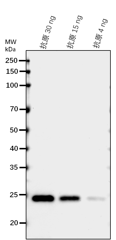 Anti-PNSL1/ Photosynthetic NDH subunit of lumenal location 1