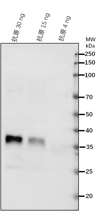 Anti-CAD4/ Cinnamyl alcohol dehydrogenase 4