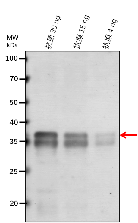 Anti-CDC48A/ Cell division control protein 48 homolog A