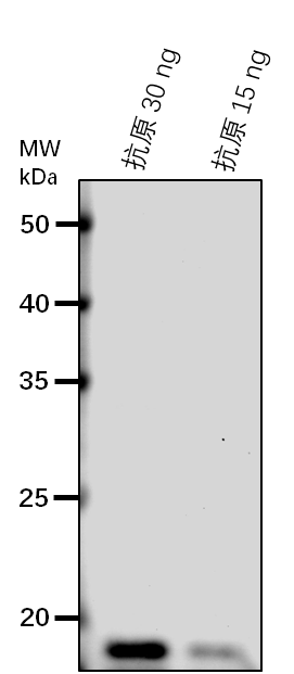 Anti-NdhJ/ NADPH-dependent oxidoreductase