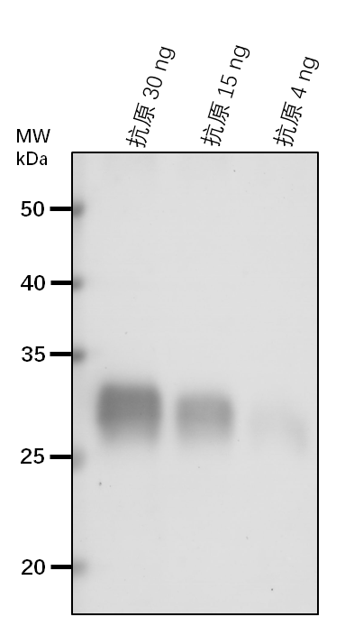 Anti-PIFI/ Protein POST-ILLUMINATION CHLOROPHYLL FLUORESCENC