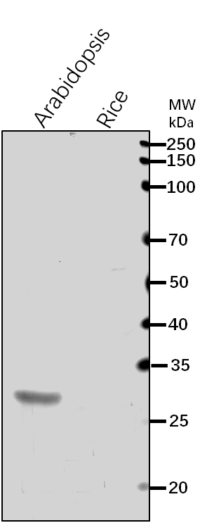 Anti-APXS/ L-ascorbate peroxidase S