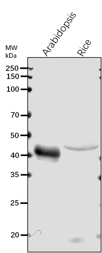 Anti-SGT1B/ Protein SGT1 homolog B