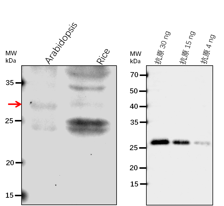 Anti-ERD10/ Dehydrin ERD10