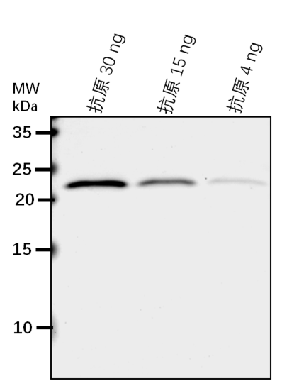 Anti-APX4/ Thylakoid lumenal 29 kDa protein, chloroplastic