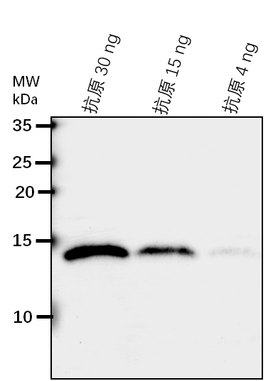 Anti-SOD1/ Copper/zinc superoxide dismutase 1