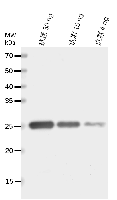 Anti-CM1/ Chorismate mutase 1, chloroplastic