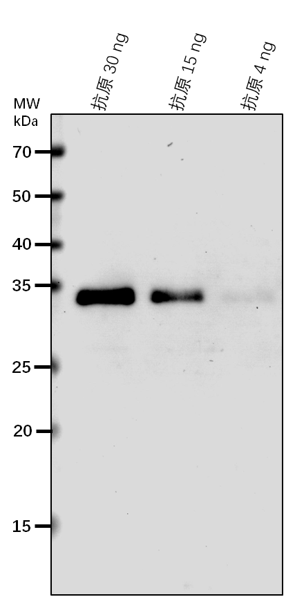 Anti-HCF101 / Fe-S cluster assembly factor HCF101