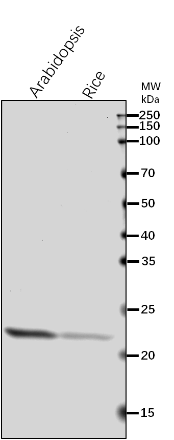 Anti-MSD1/ Superoxide dismutase [Mn] 1, mitochondrial