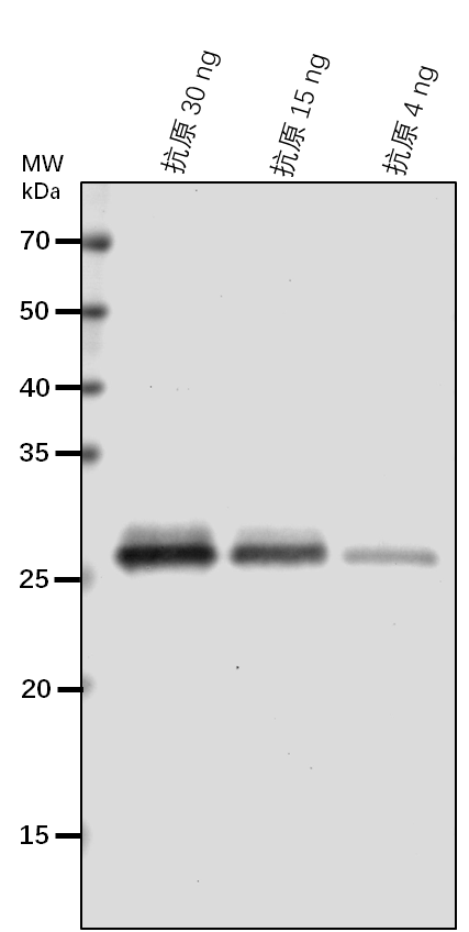 Anti-SLR1/ DELLA protein SLR1