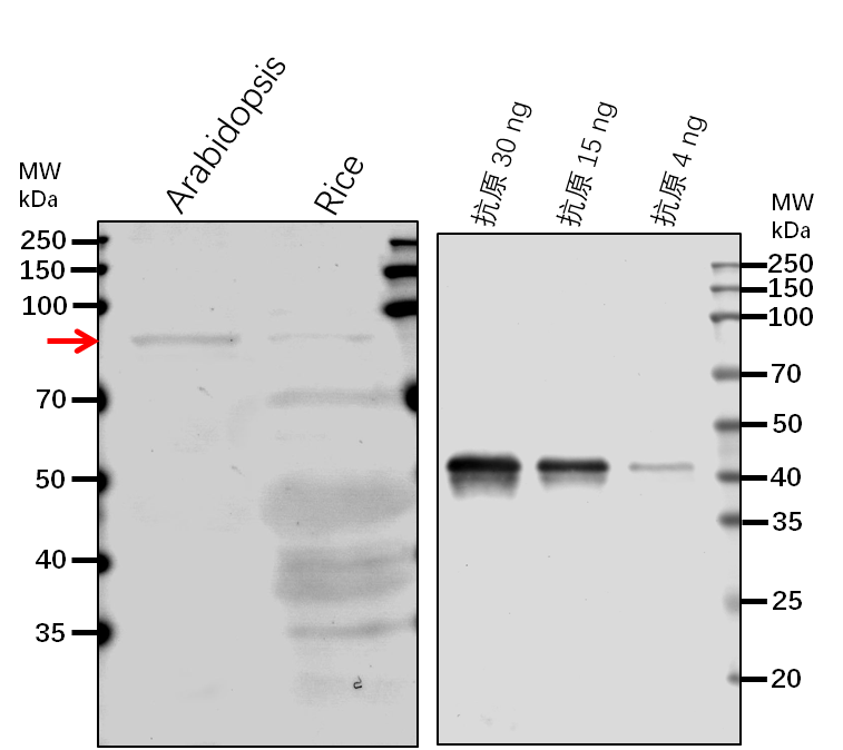 Anti-ABI3/ B3 domain-containing transcription factor ABI3