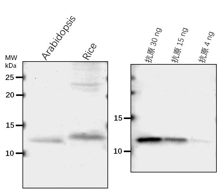 Anti-At2g21640 / Marker for oxidative stress response