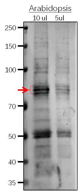 Anti-PAL1/ Phenylalanine ammonia-lyase 1