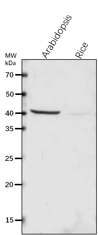 Anti-MDAR1/ Monodehydroascorbate reductase 1, peroxisomal