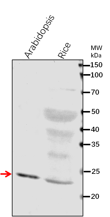 Anti-DHAR1/ Glutathione S-transferase DHAR1, mitochondrial