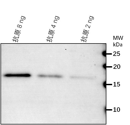 Anti-Eukaryotic aspartyl protease family protein