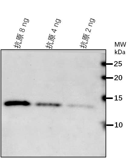 Anti-ISAM2/Iron-sulfur assembly protein IscA-like 2, mitocho