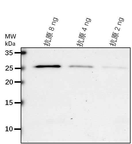 Anti-PYD2/ Dihydropyrimidinase