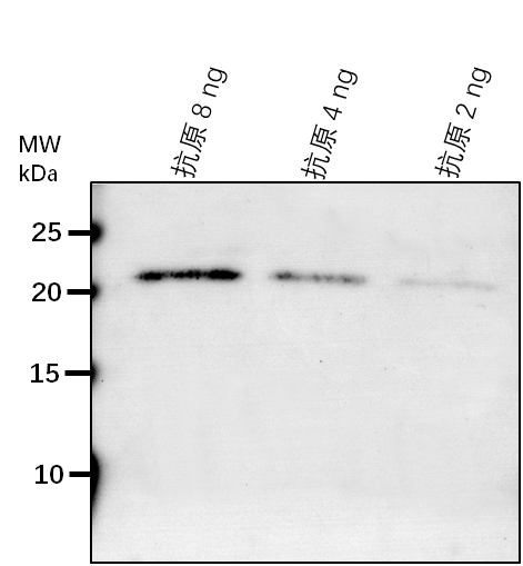 Anti-WDL5/ Protein WVD2-like 5