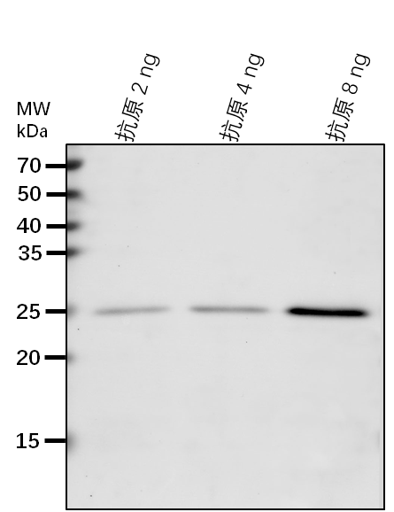 Anti-GAE6/ UDP-glucuronate 4-epimerase 6